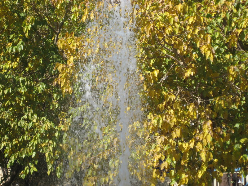 Waterfall Behind Trees