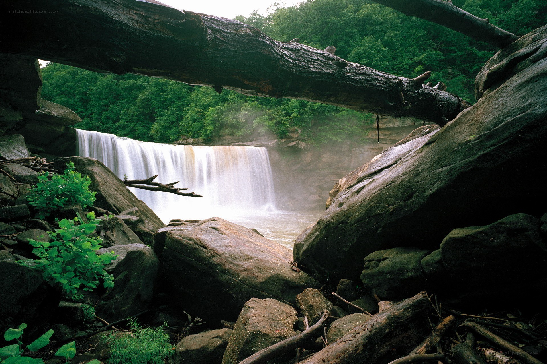 Waterfall framed by fallen tree