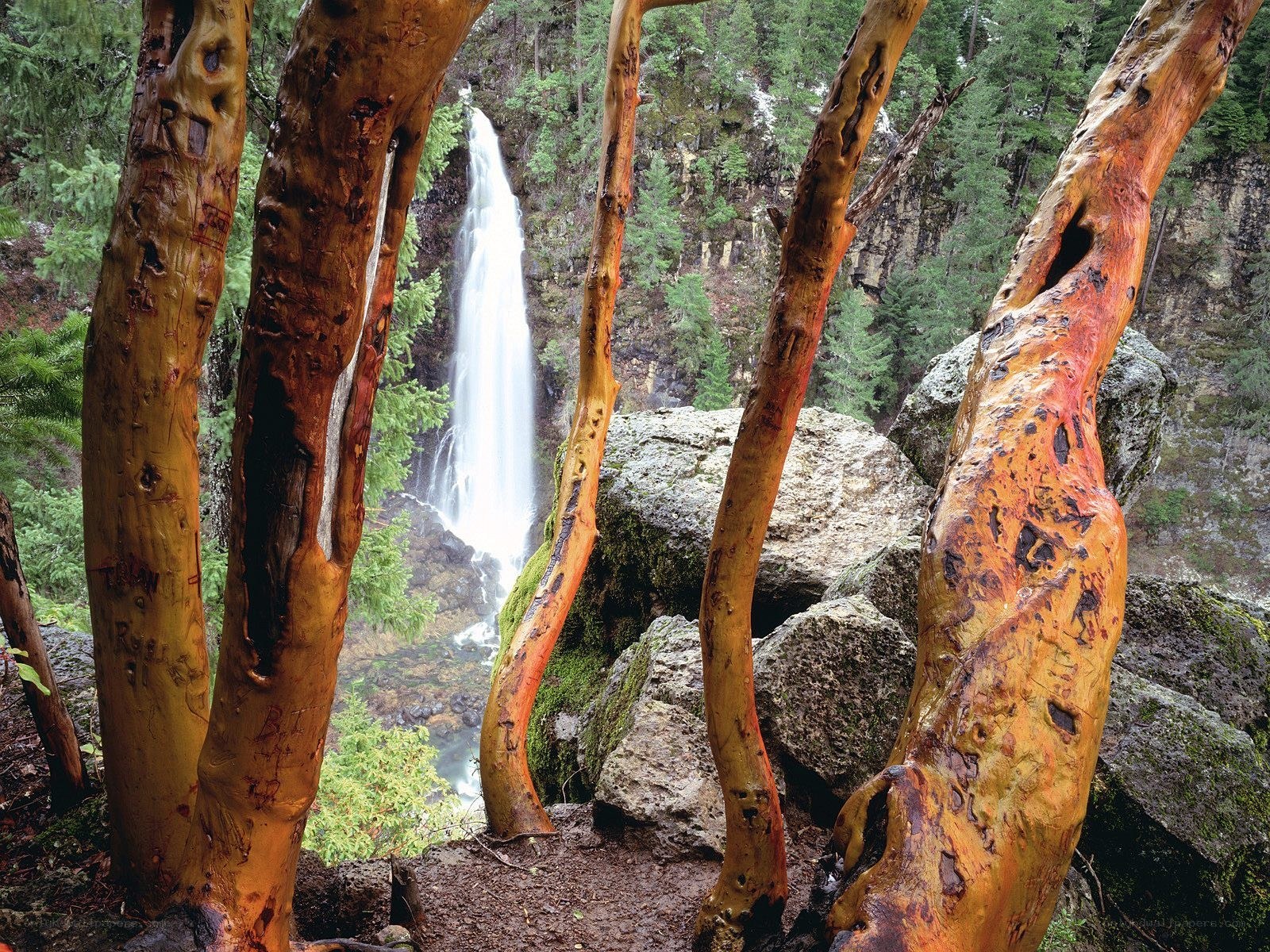 Waterfall framed by trees