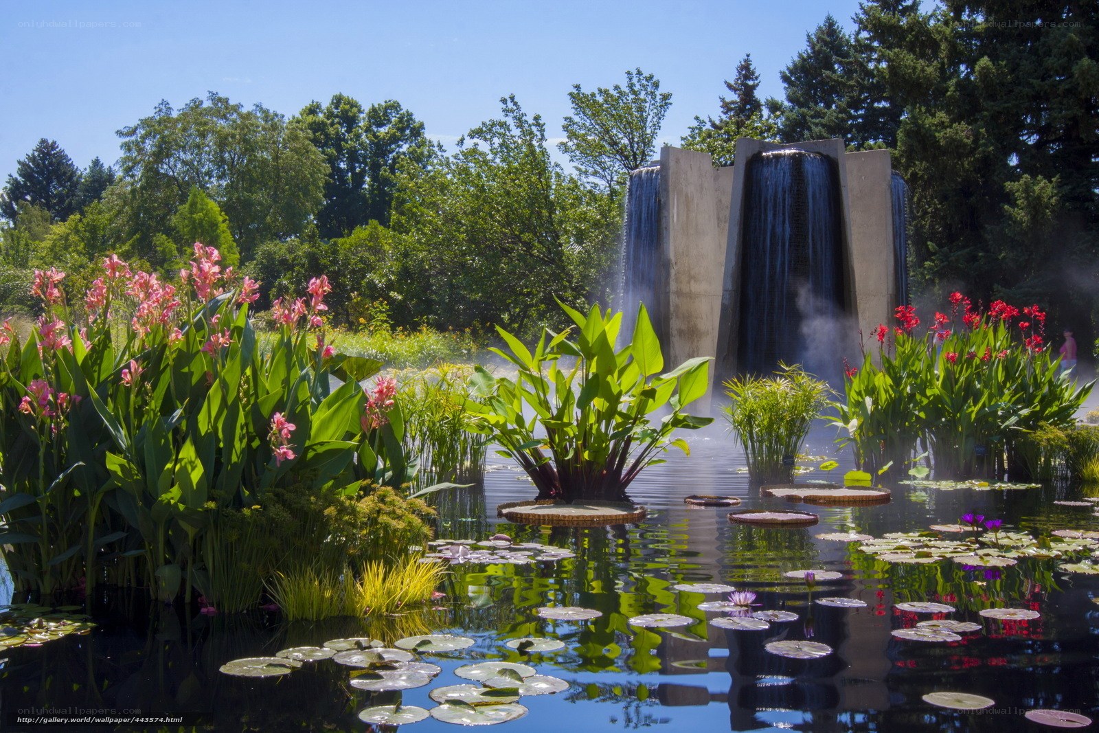Waterfall garden with lily pads