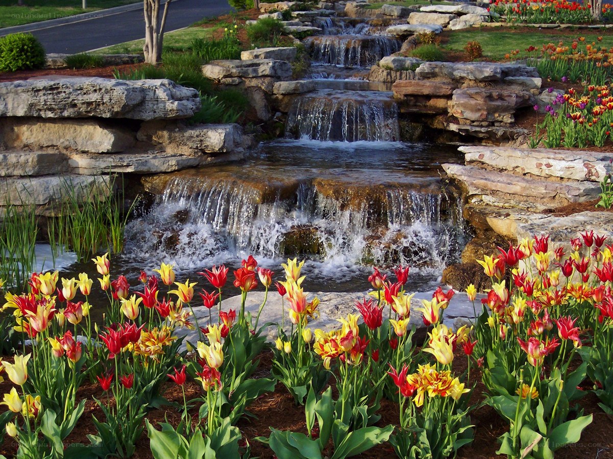 Waterfall garden with tulips