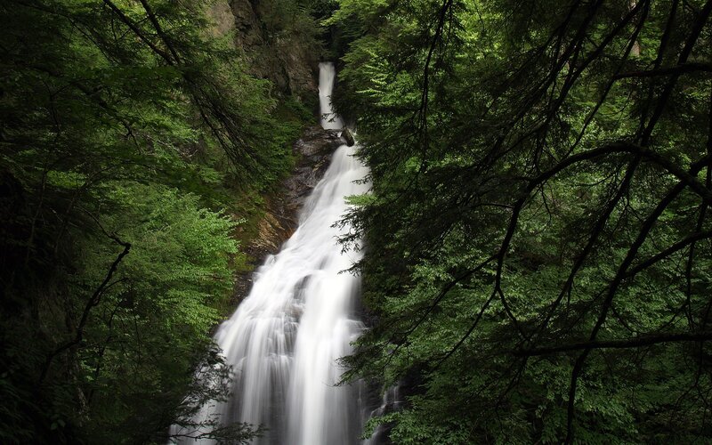 Waterfall in a dense forest