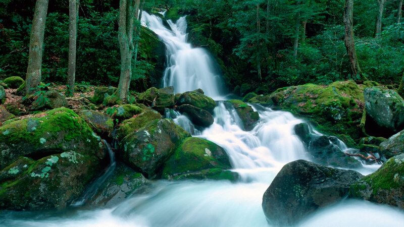 Waterfall in a forest