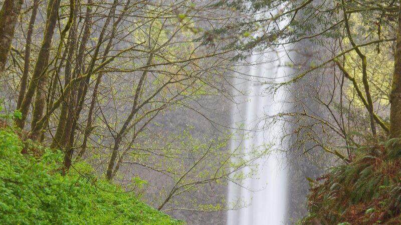 Waterfall in a forest
