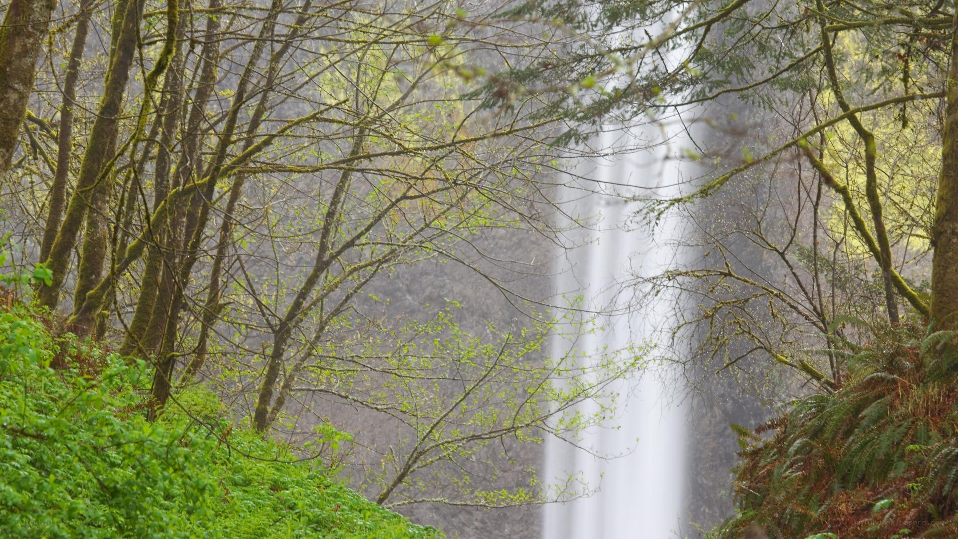 Waterfall in a forest