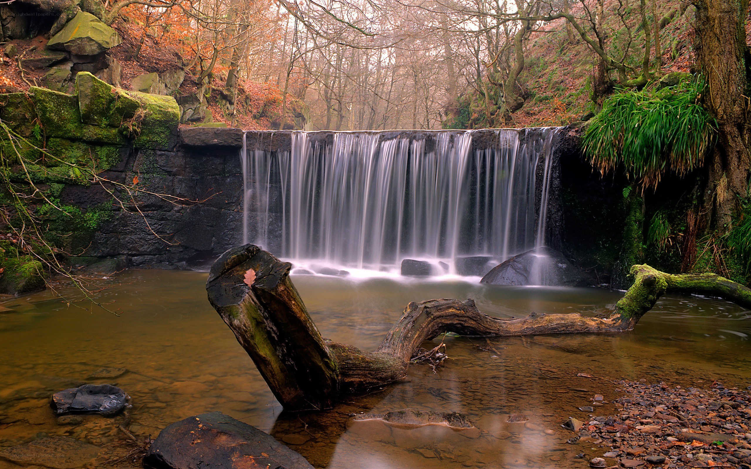 Waterfall in a forest