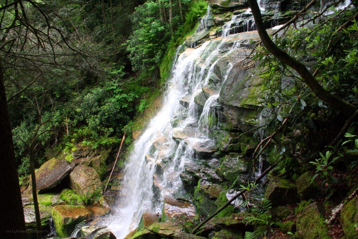 Waterfall in a forest