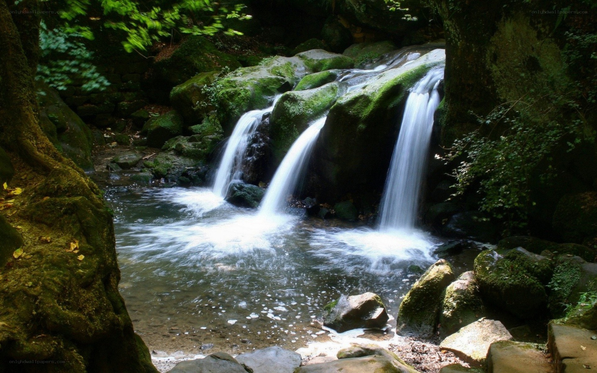 Waterfall in a forest