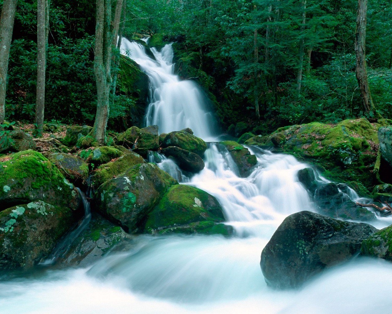 Waterfall in a forest