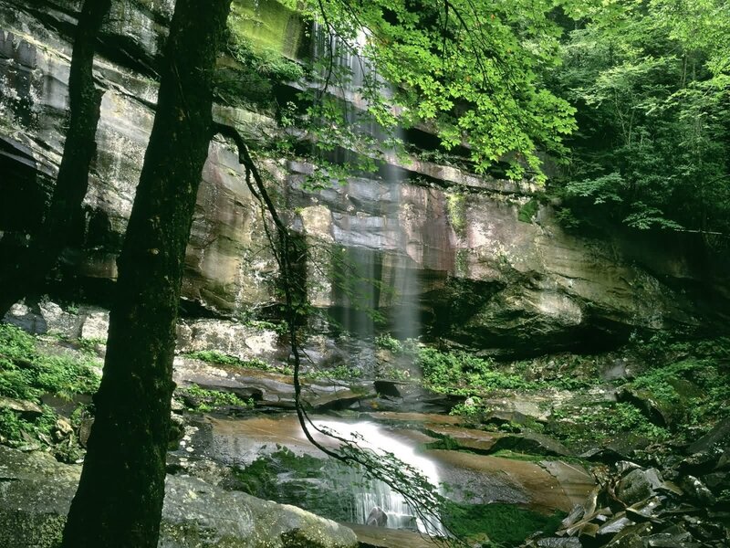 Waterfall in a forest