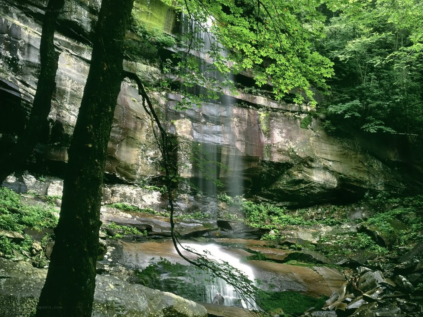 Waterfall in a forest