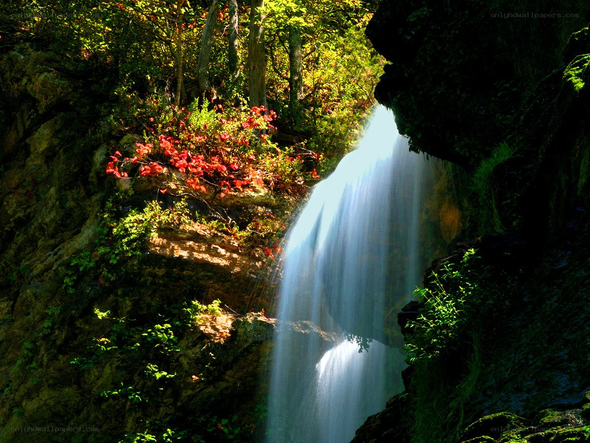 Waterfall in a forest