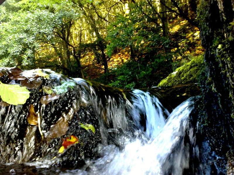 Waterfall in a forest