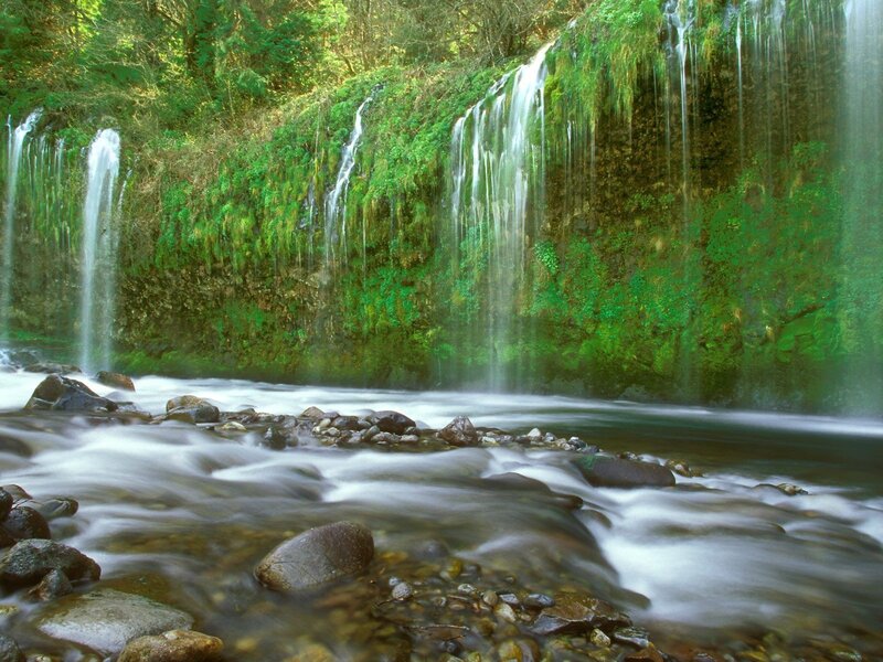 Waterfall in a forest