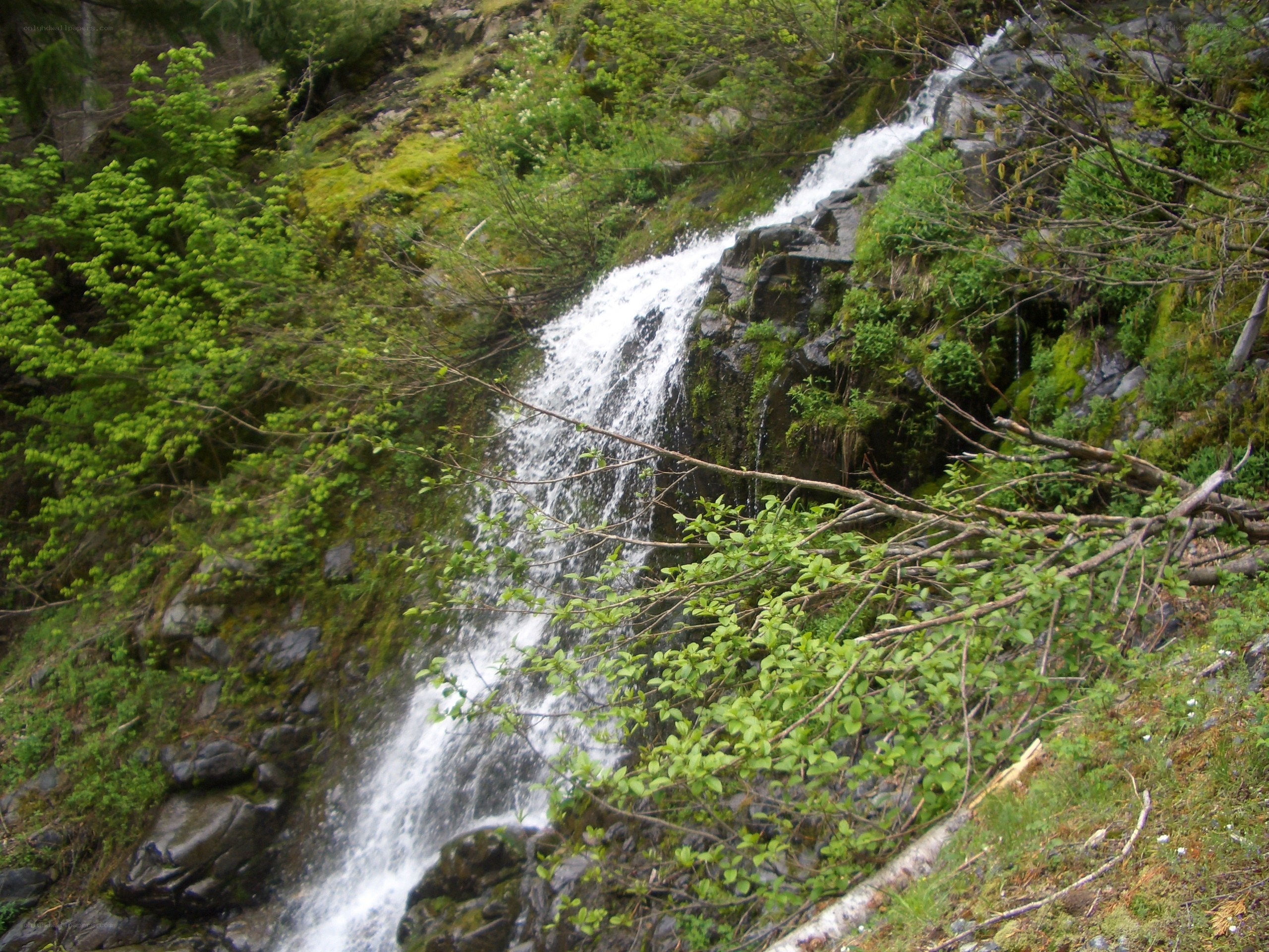 Waterfall in a forest