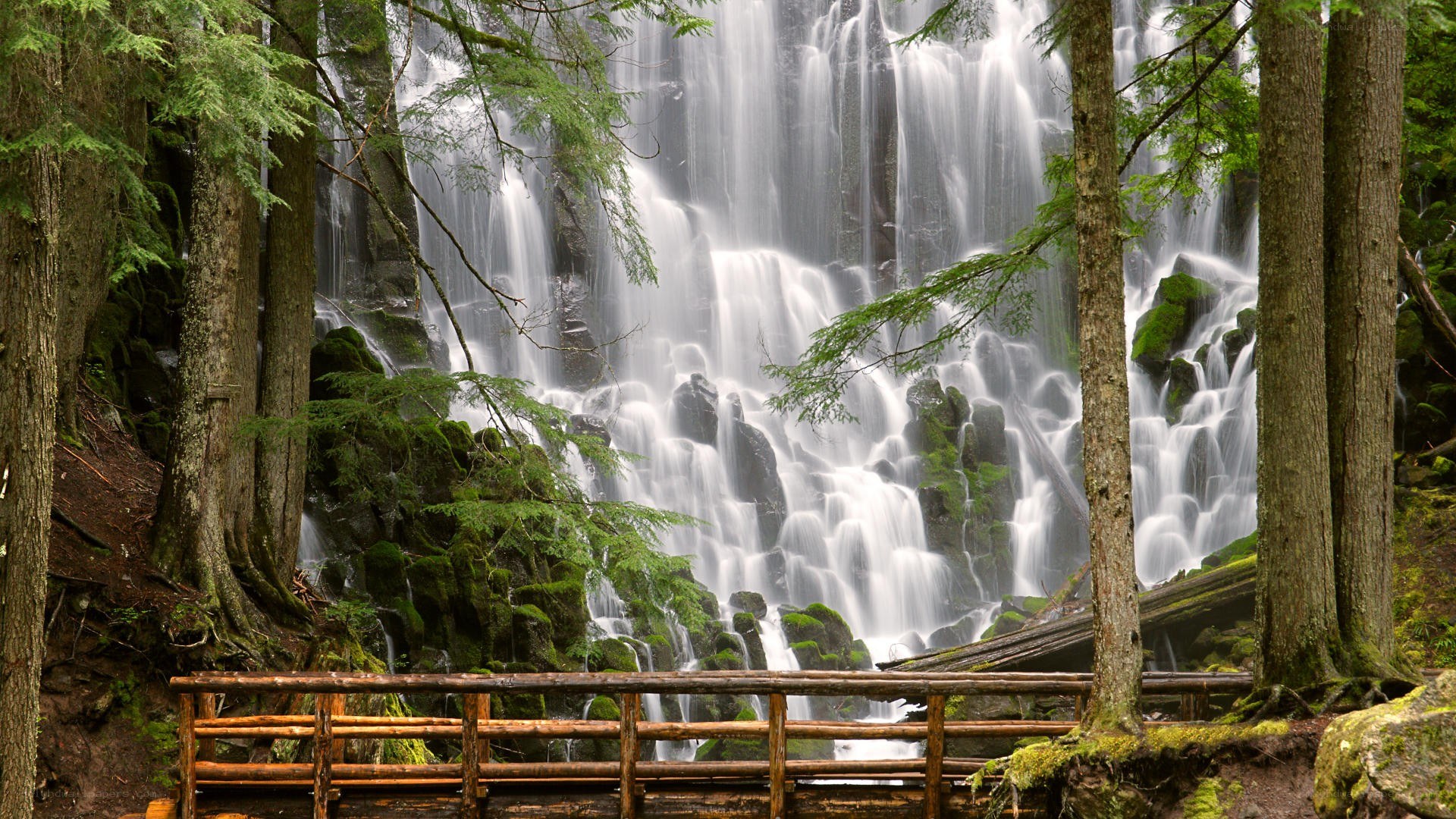 Waterfall in a forest