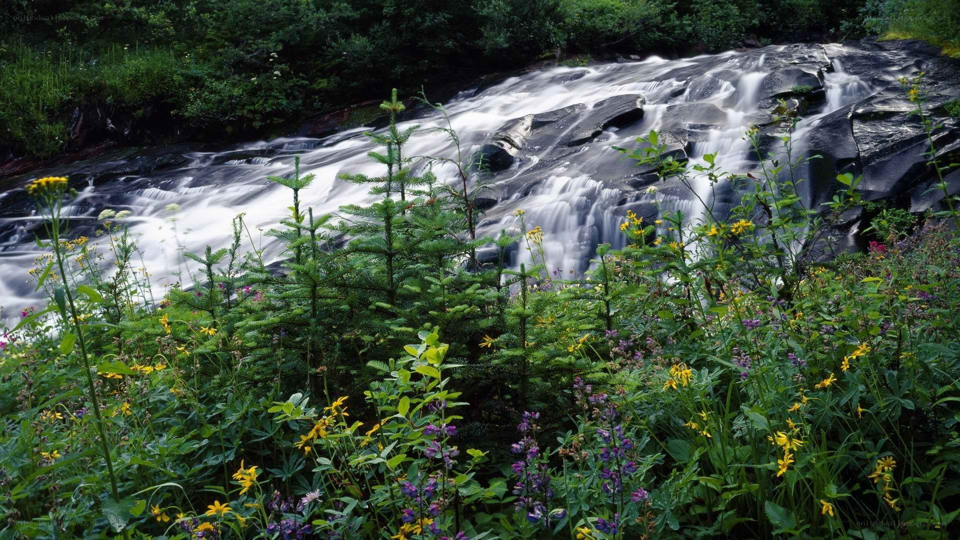 Waterfall in a forest