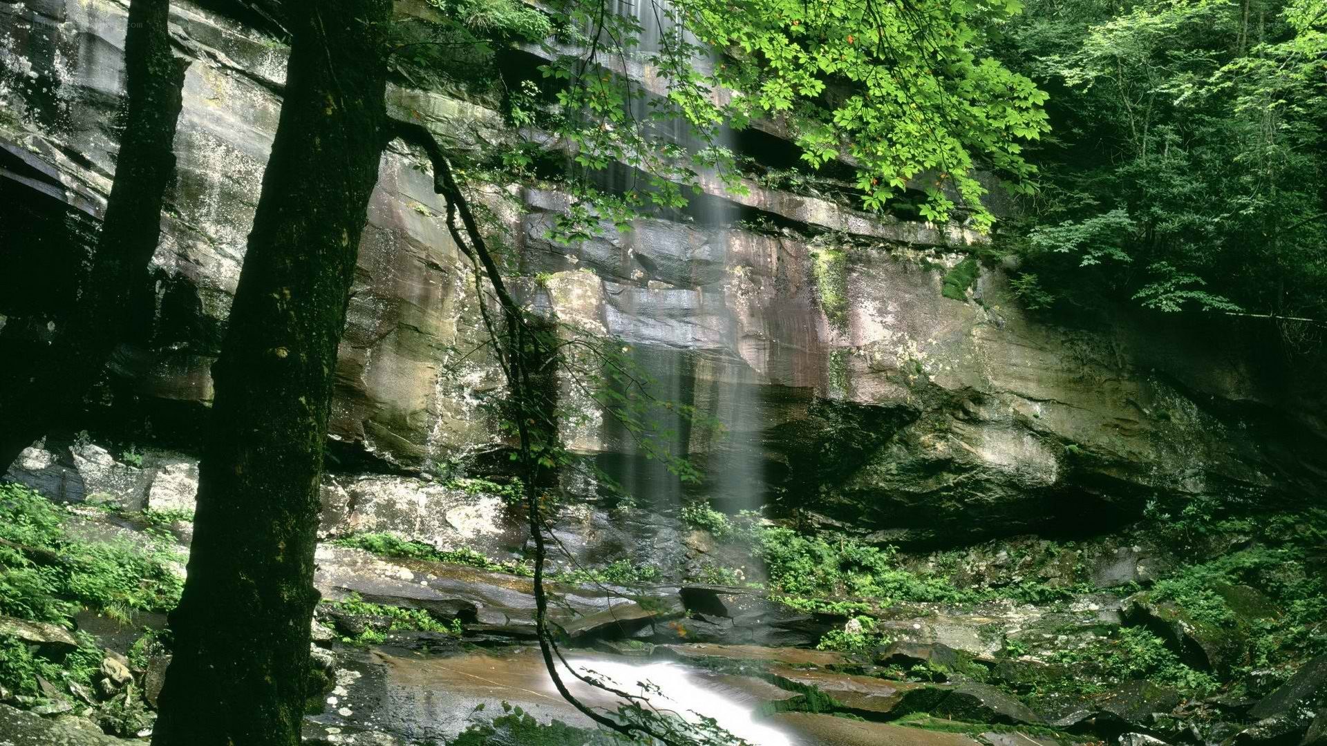 Waterfall in a forest canyon