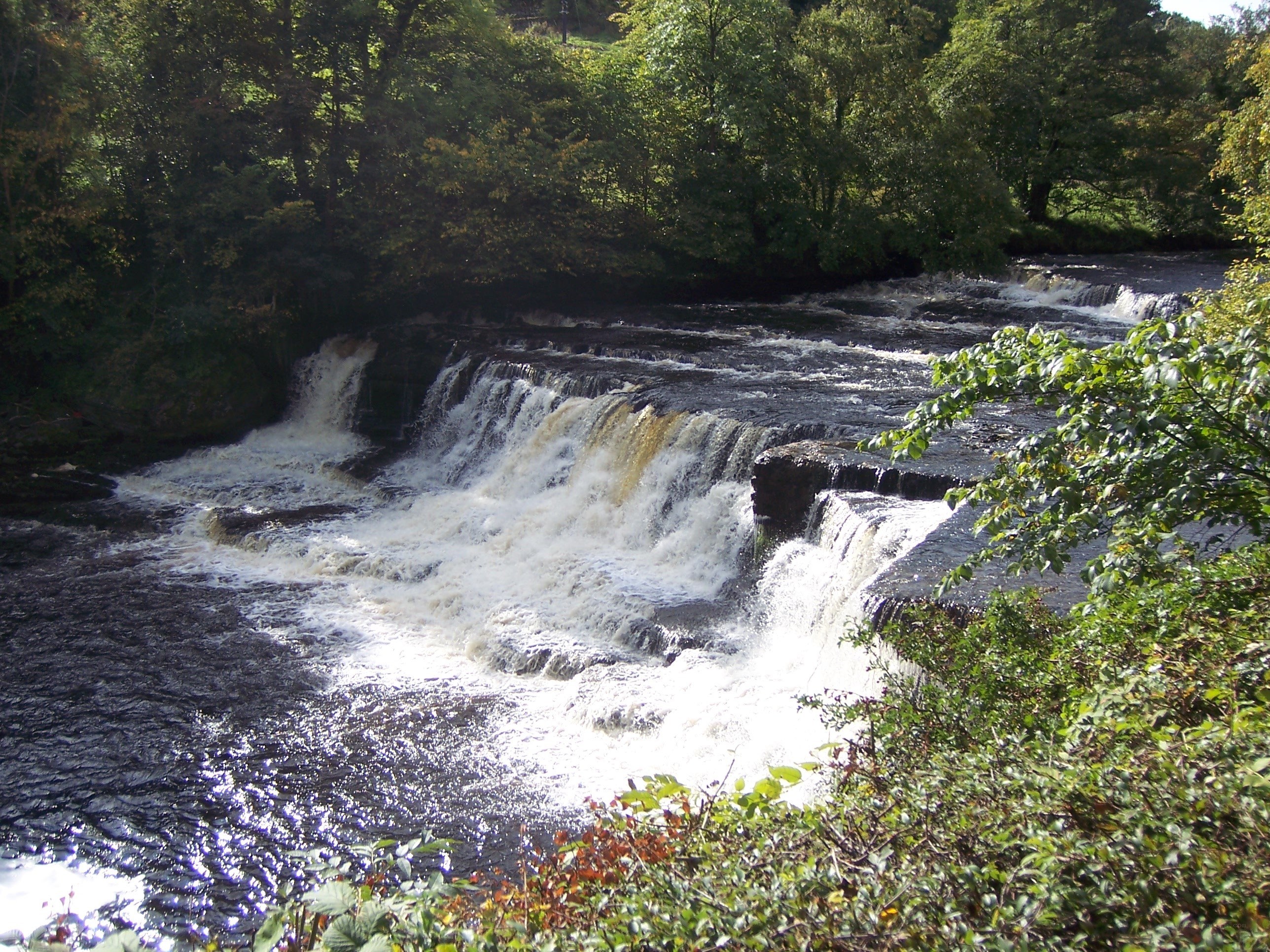 Waterfall in a forested area