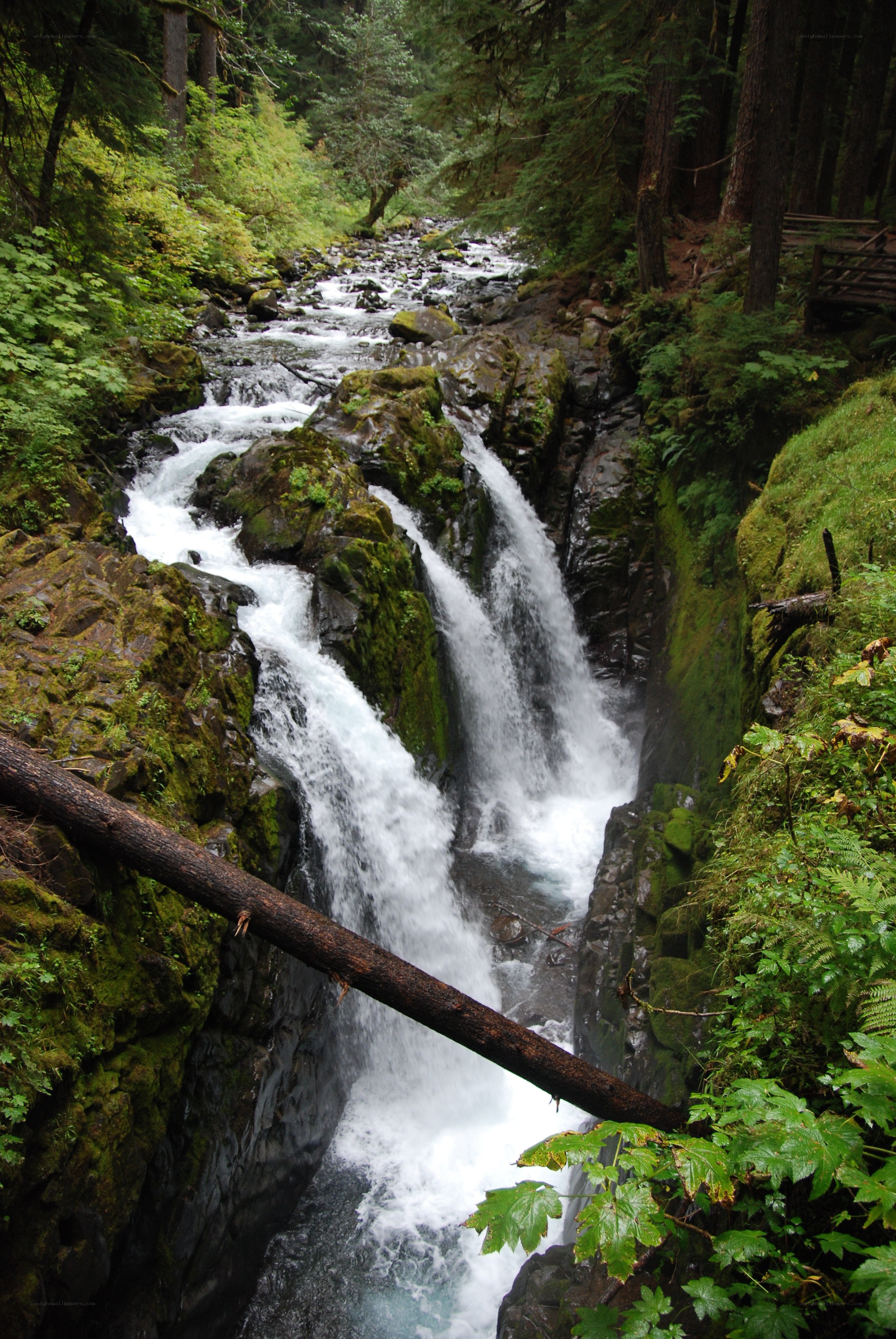 Waterfall in a forested canyon