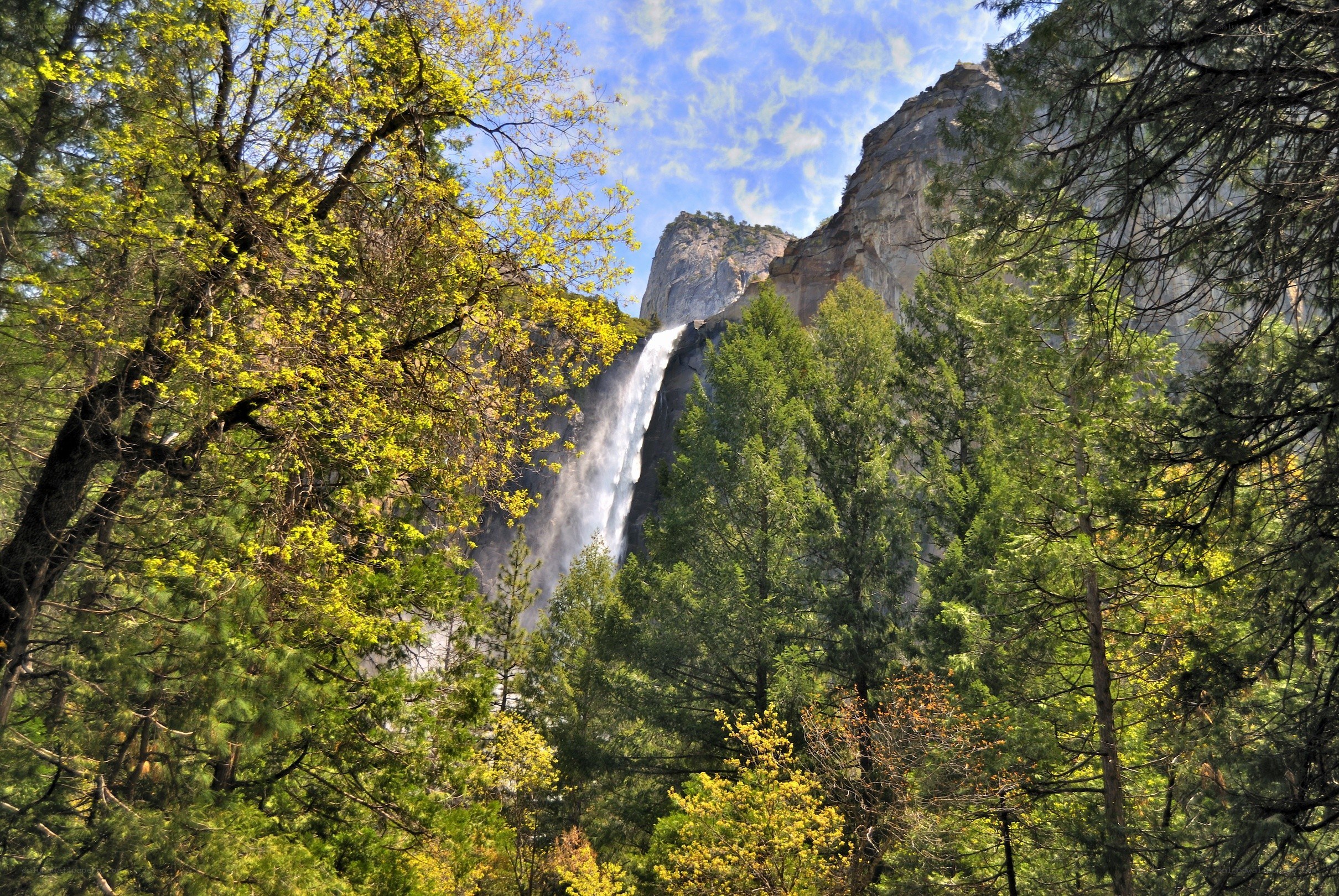 Waterfall in a forested canyon