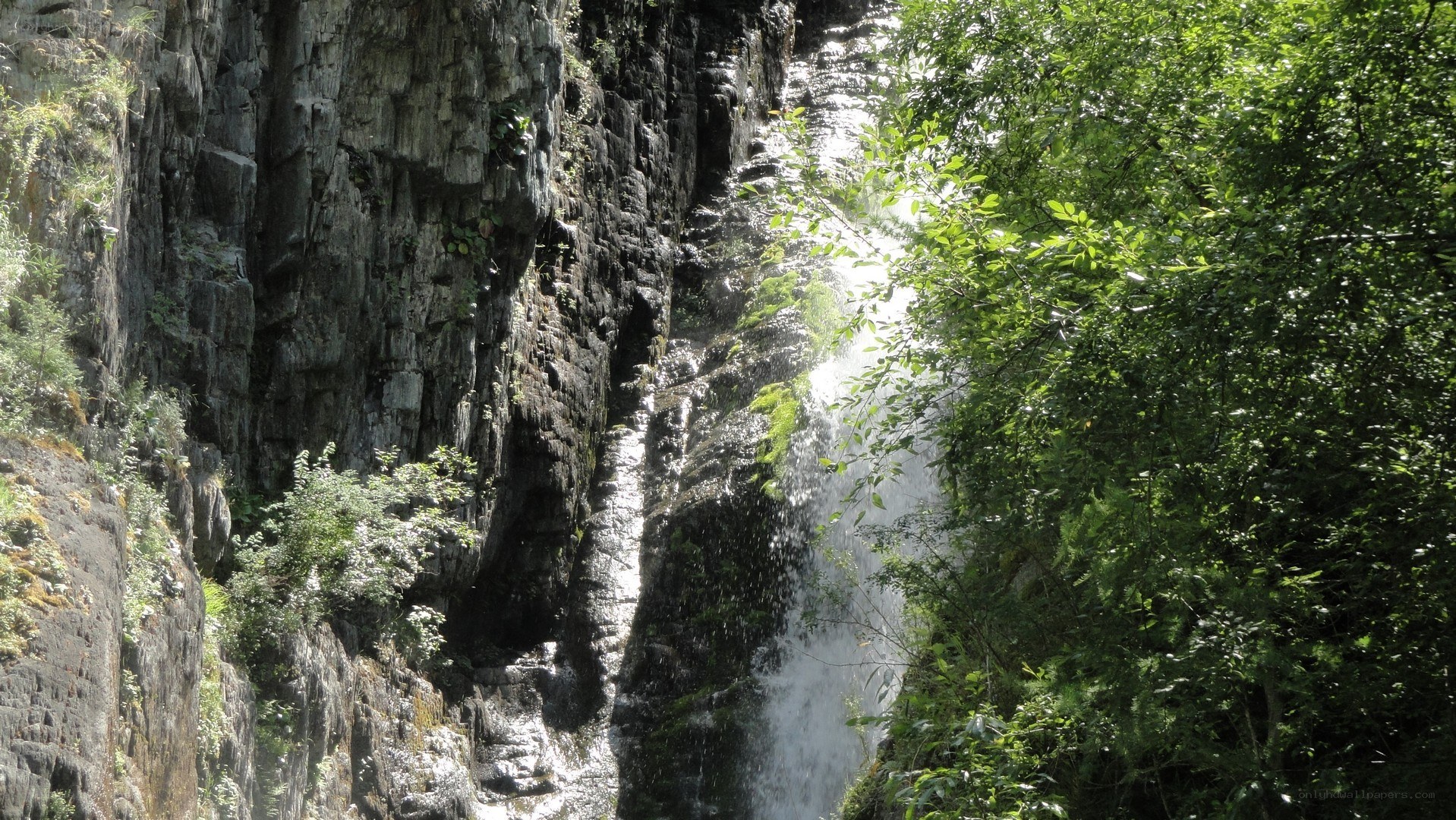 Waterfall in a forested canyon