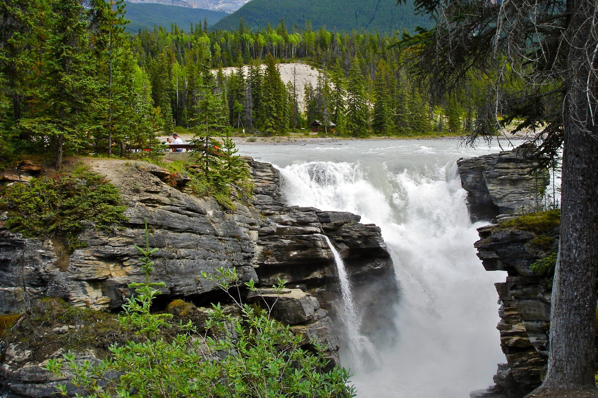 Waterfall in a forested canyon