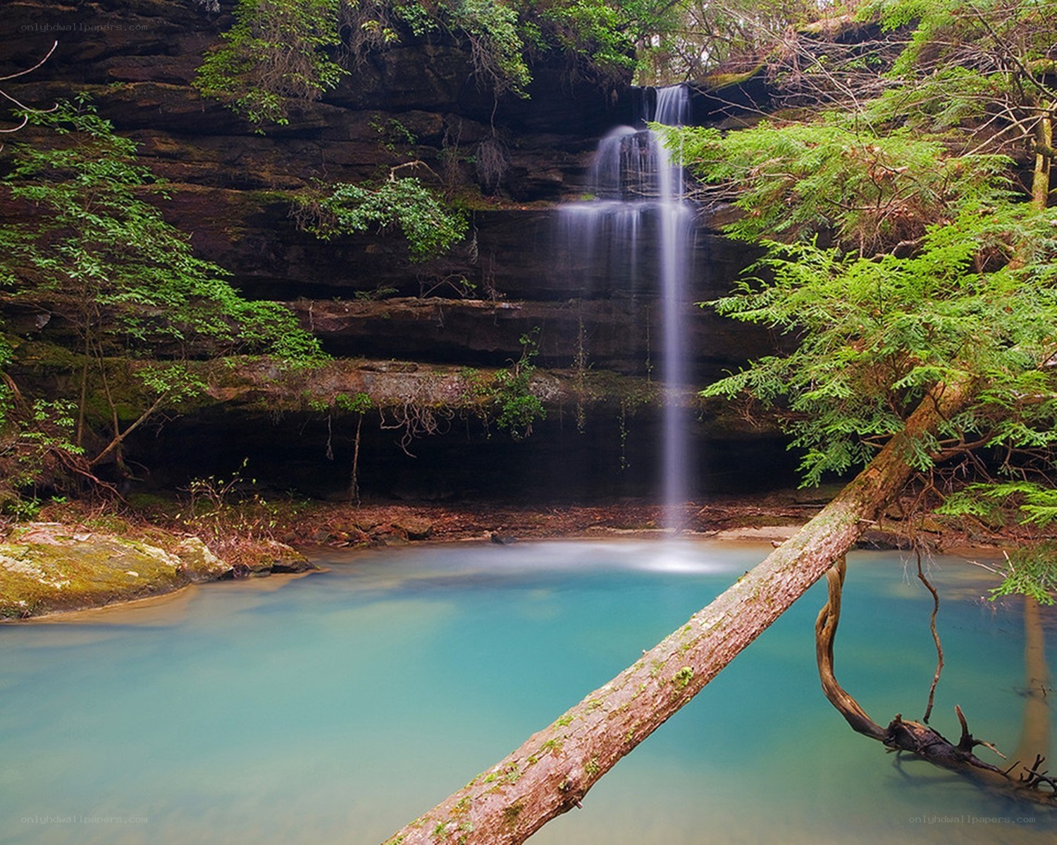 Waterfall in a forested canyon