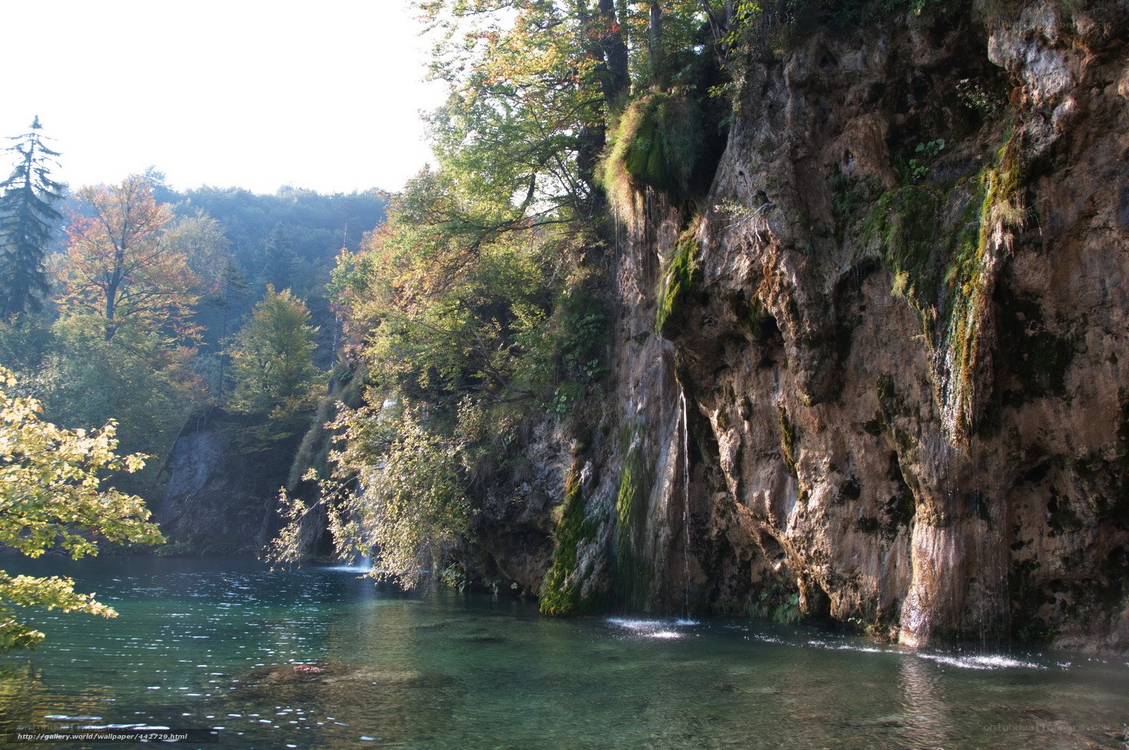 Waterfall in a forested canyon