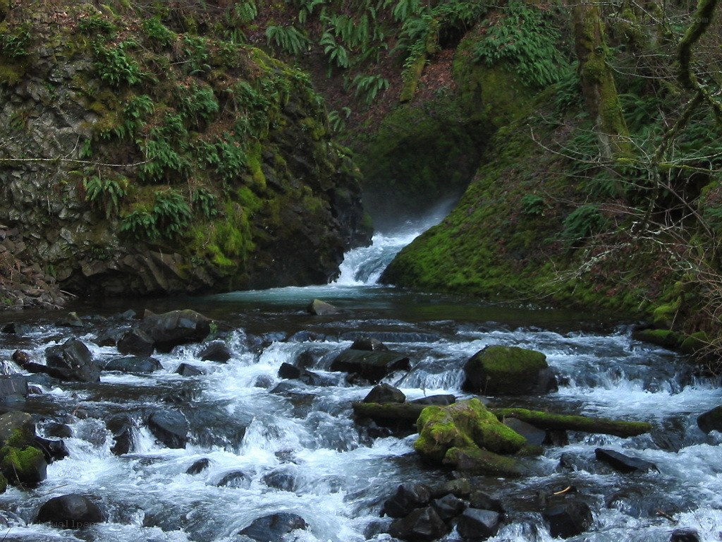 Waterfall in a forested canyon