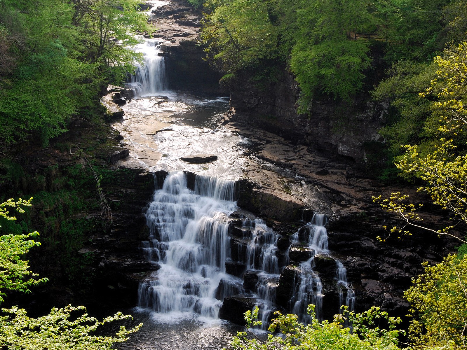 Waterfall in a forested canyon