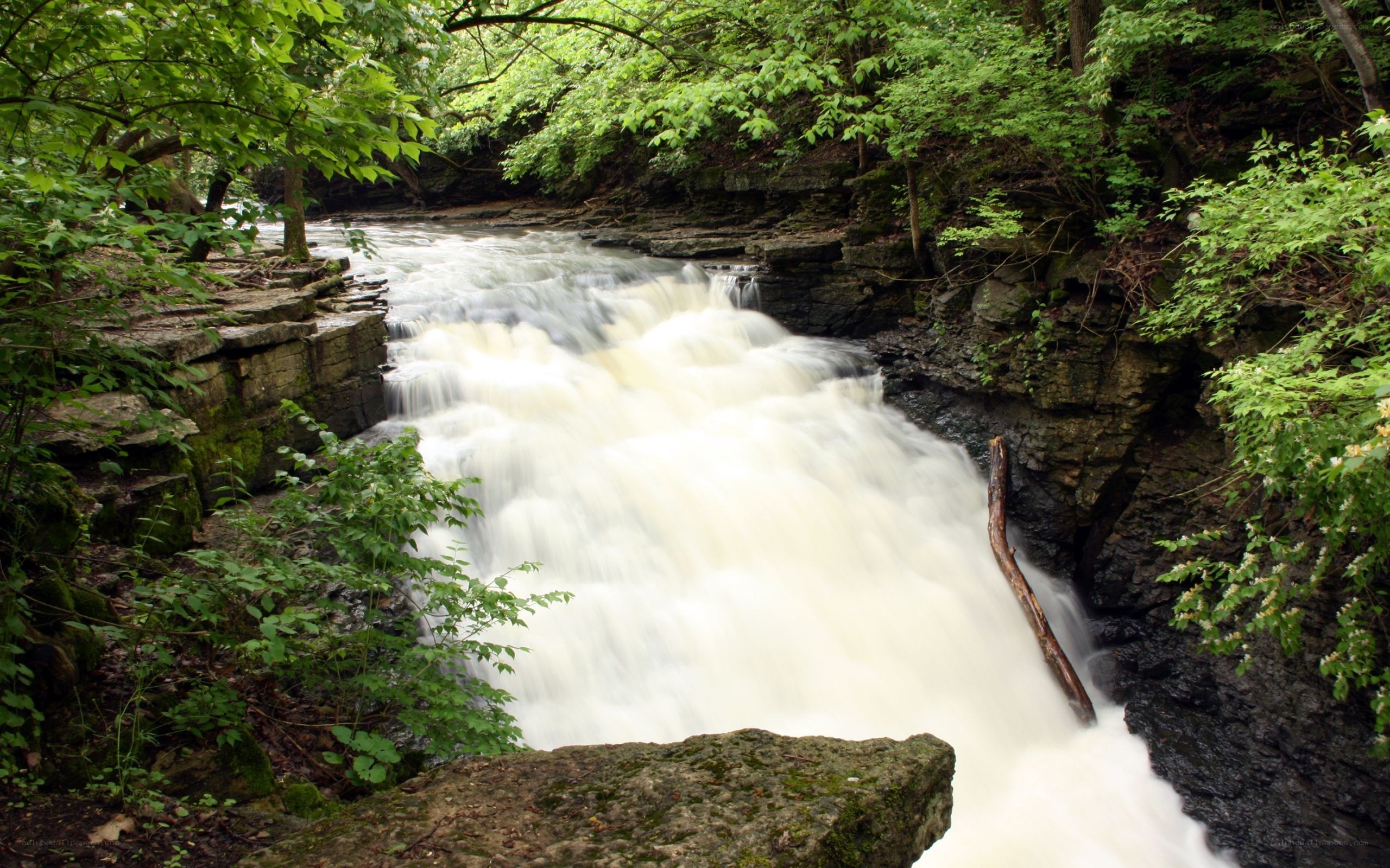 Waterfall in a forested gorge