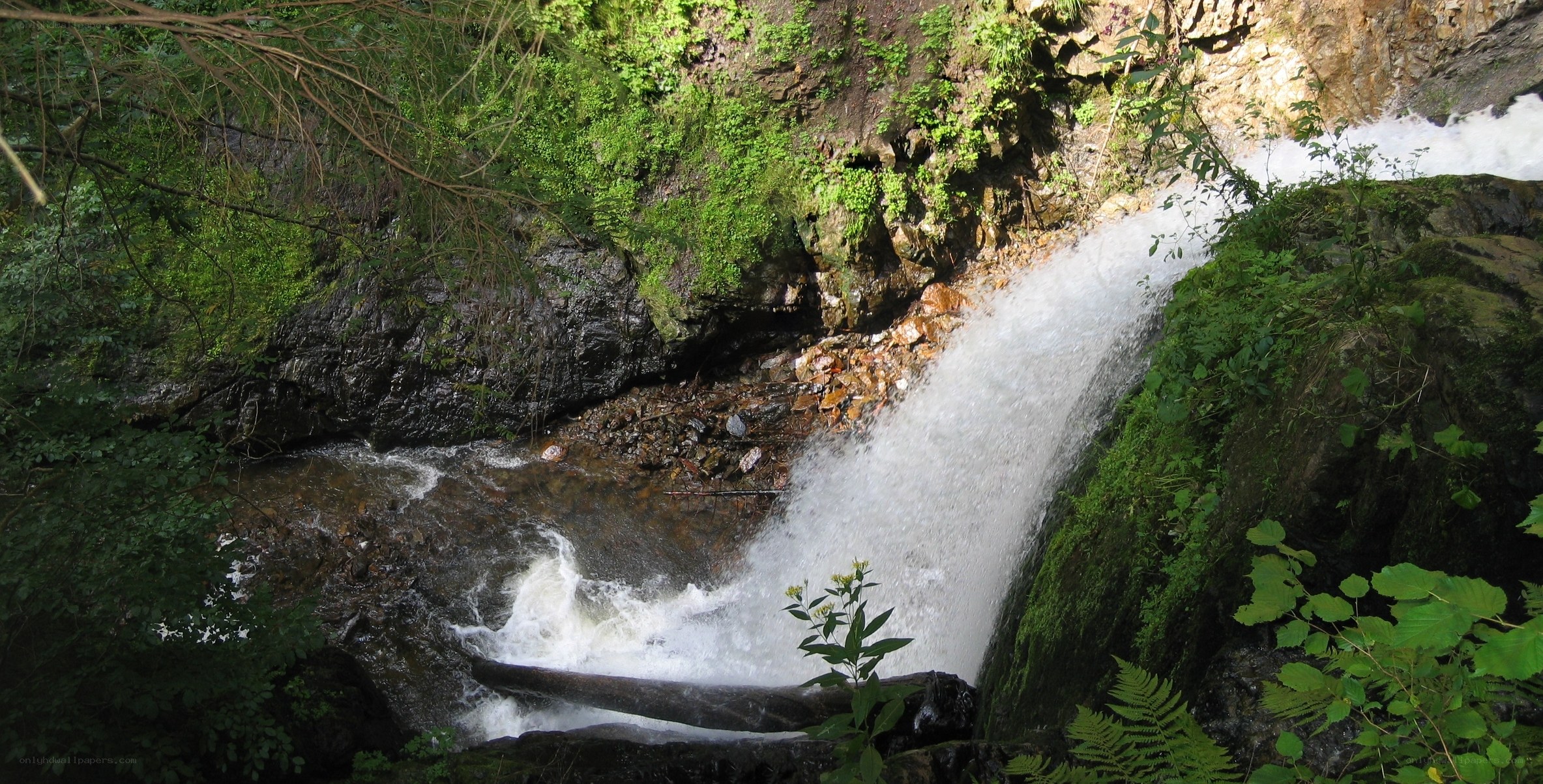 Waterfall in a forested ravine