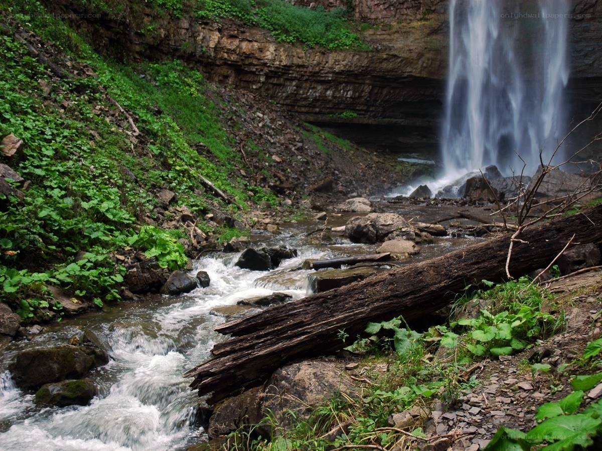Waterfall in a forested ravine