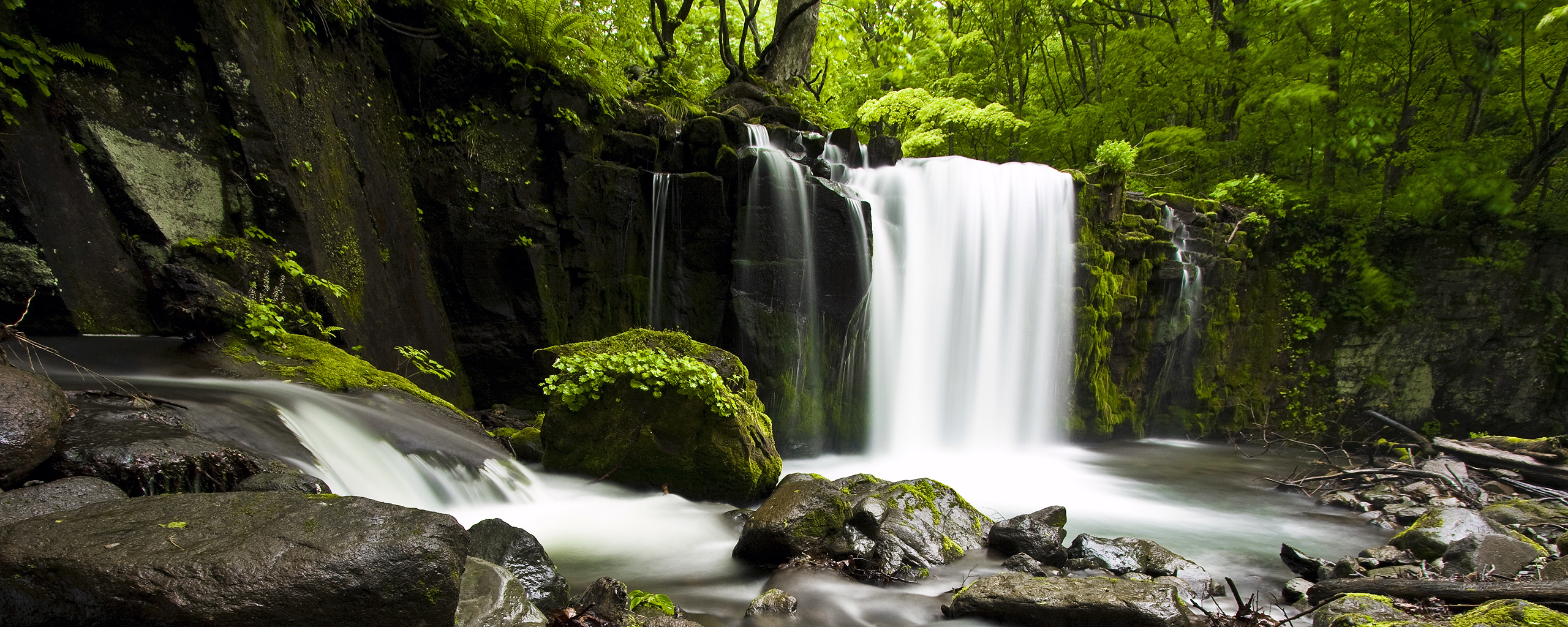 Waterfall in a lush forest