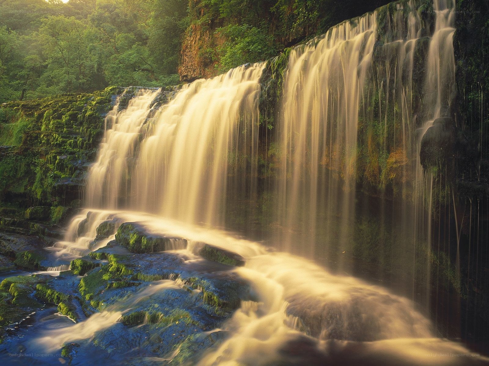 Waterfall in a lush forest