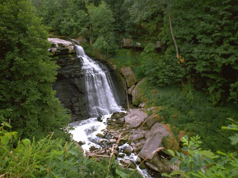 Waterfall in a lush forest