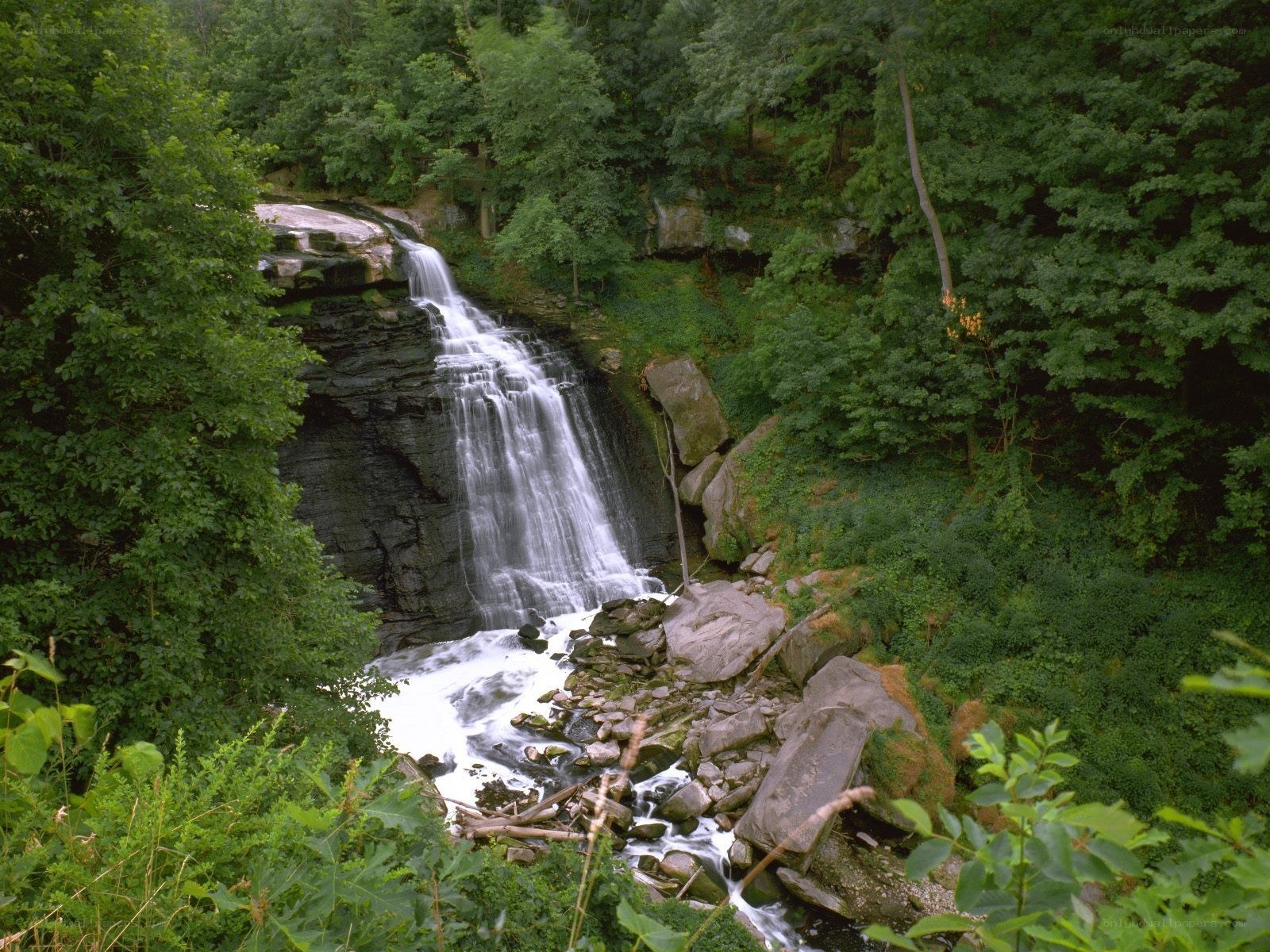 Waterfall in a lush forest