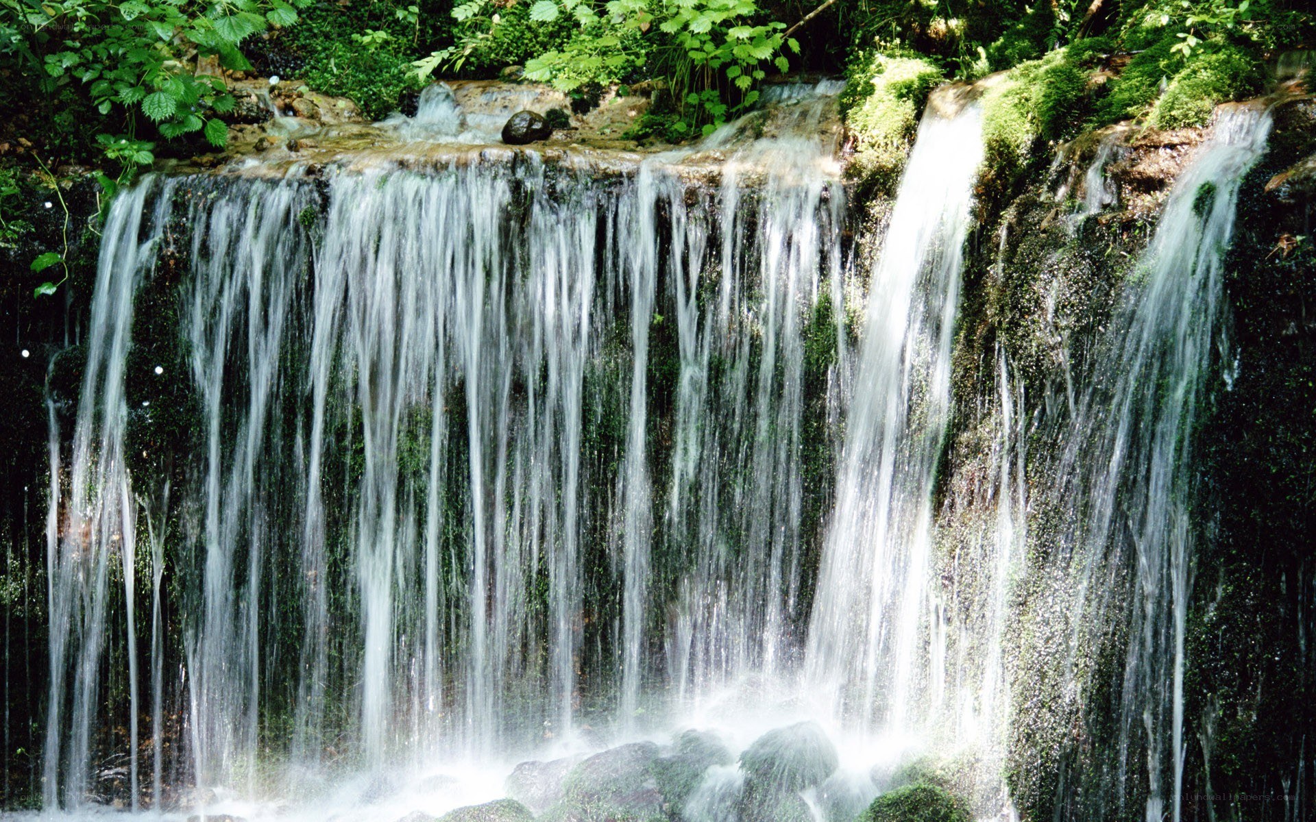 Waterfall in a lush forest