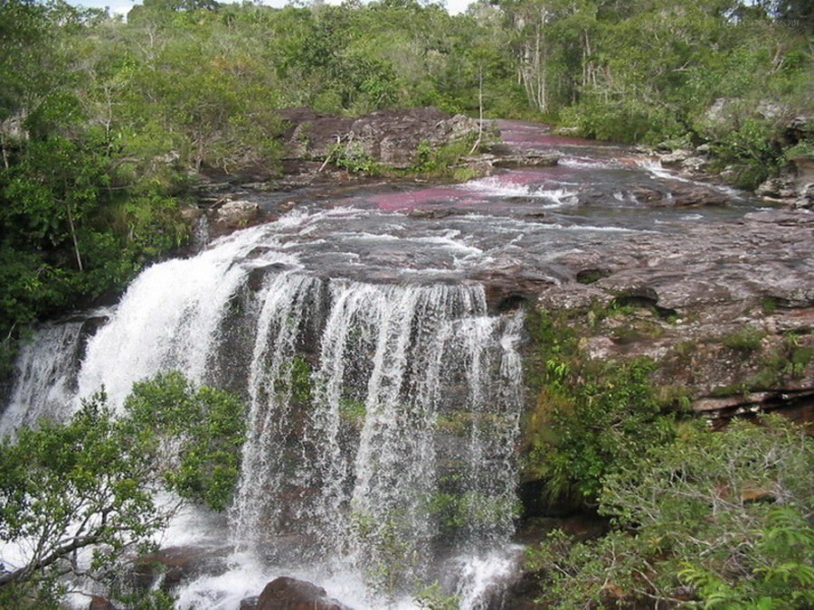 Waterfall in a lush forest