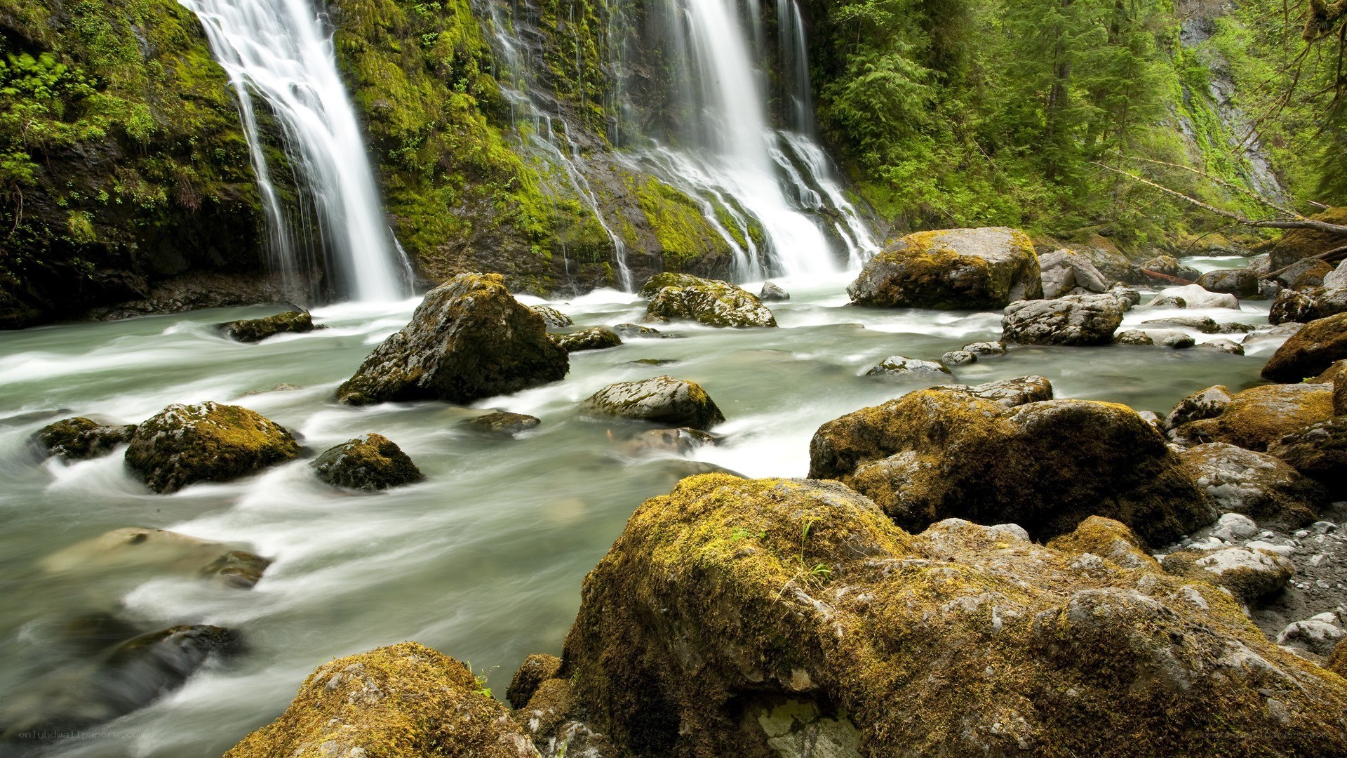 Waterfall in a lush forest