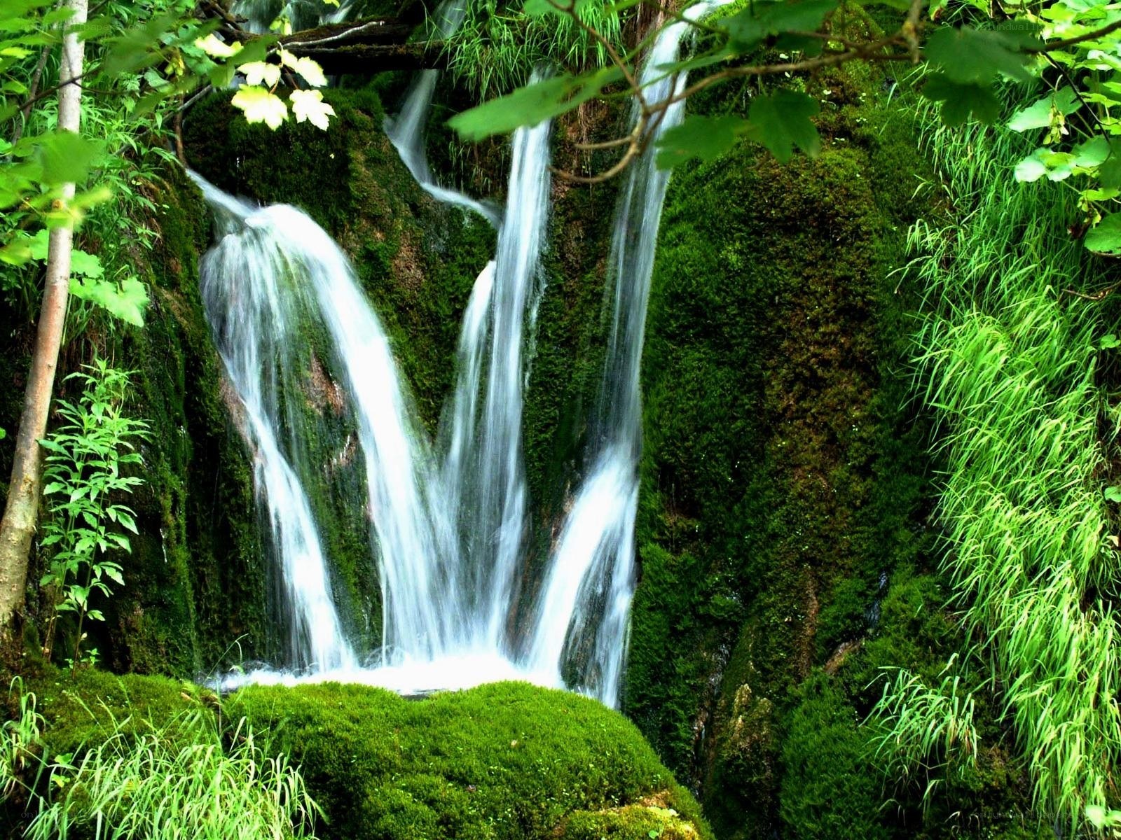 Waterfall in a lush forest