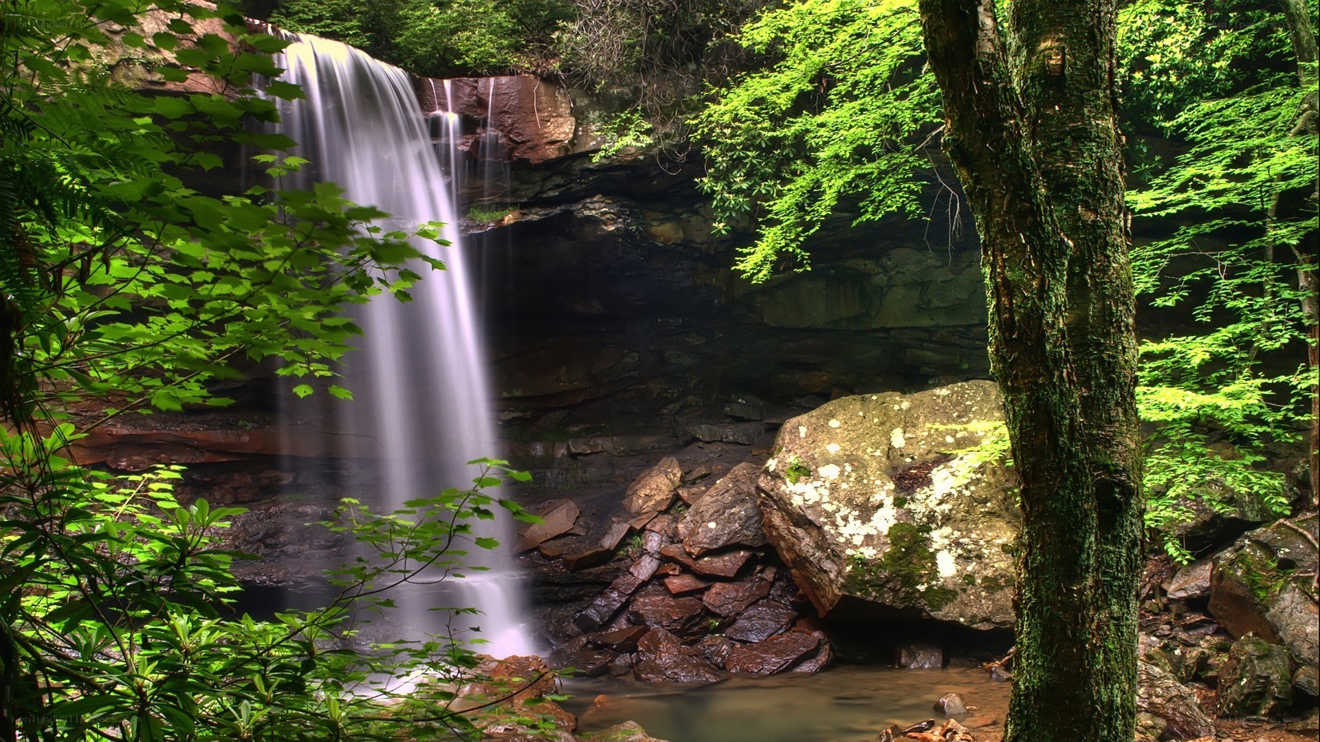 Waterfall in a lush forest