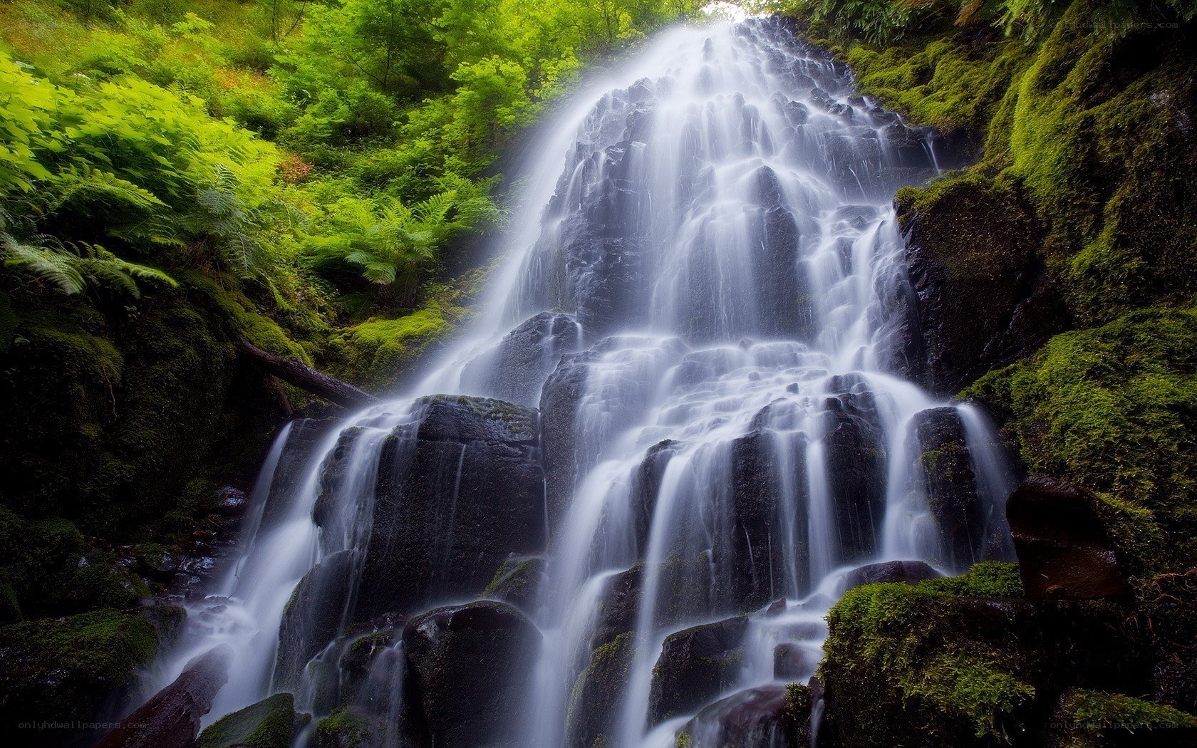 Waterfall in a lush forest