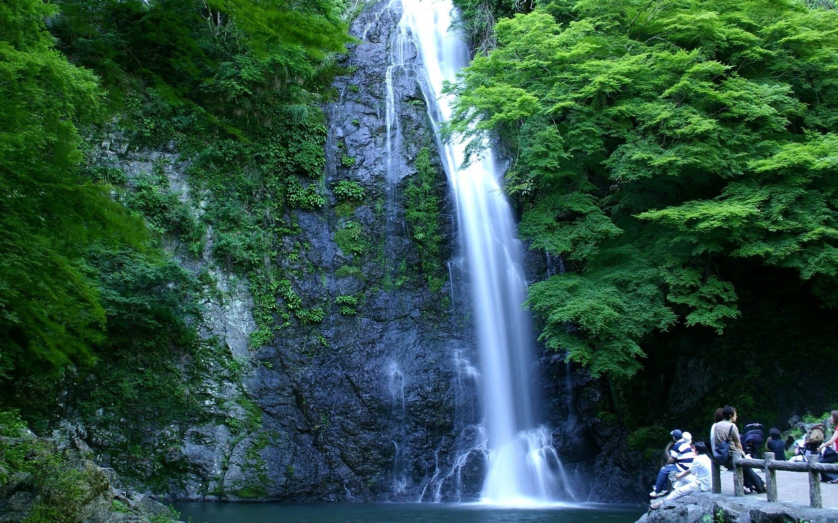 Waterfall in a lush forest