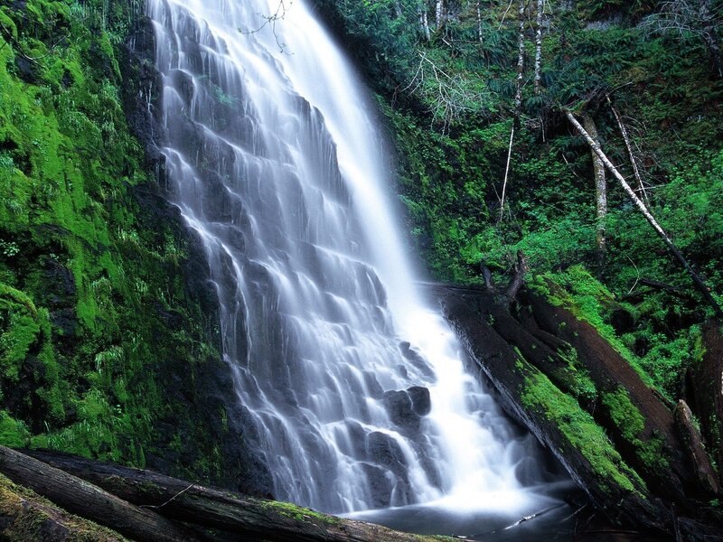 Waterfall in a lush forest