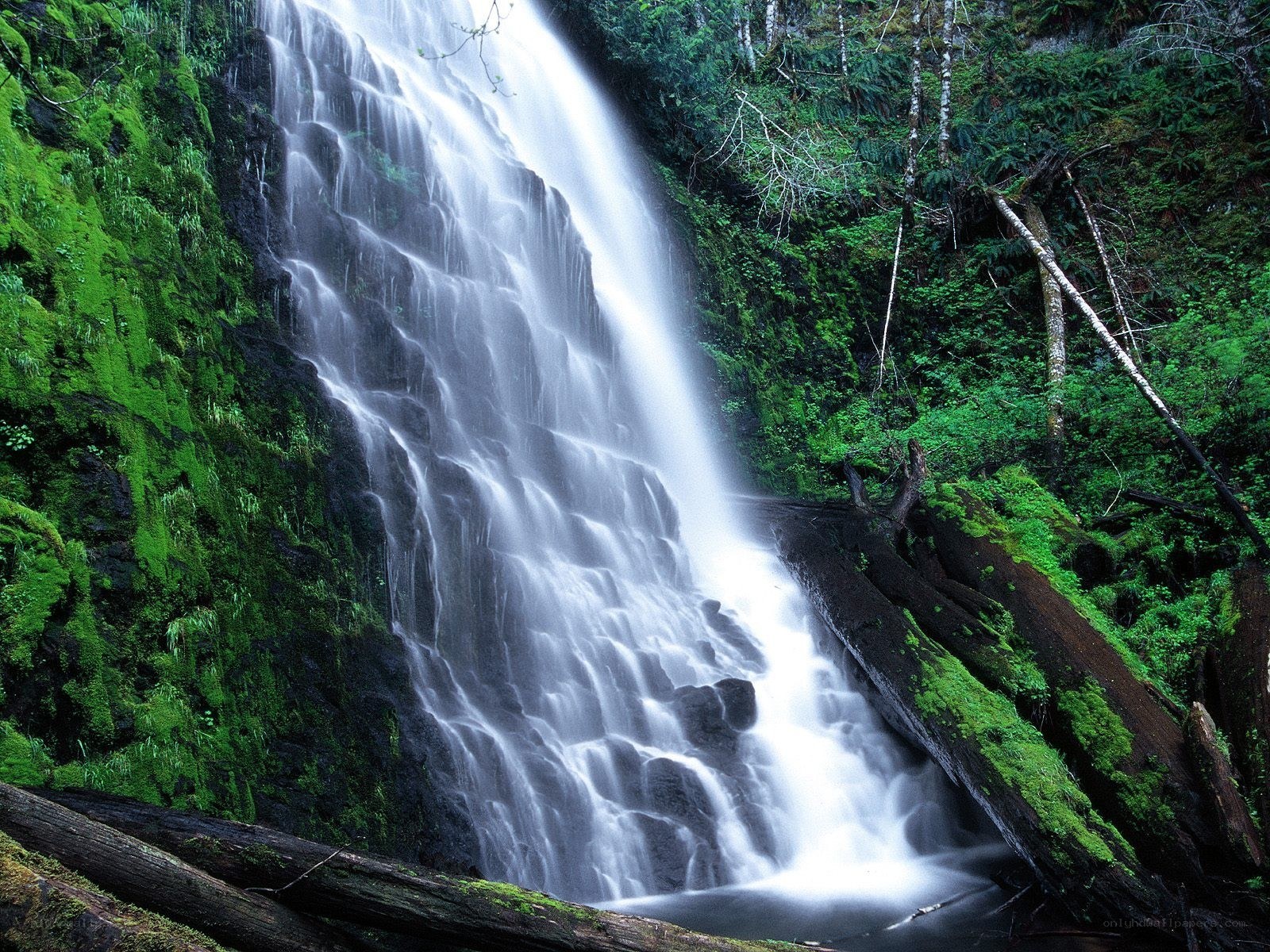 Waterfall in a lush forest