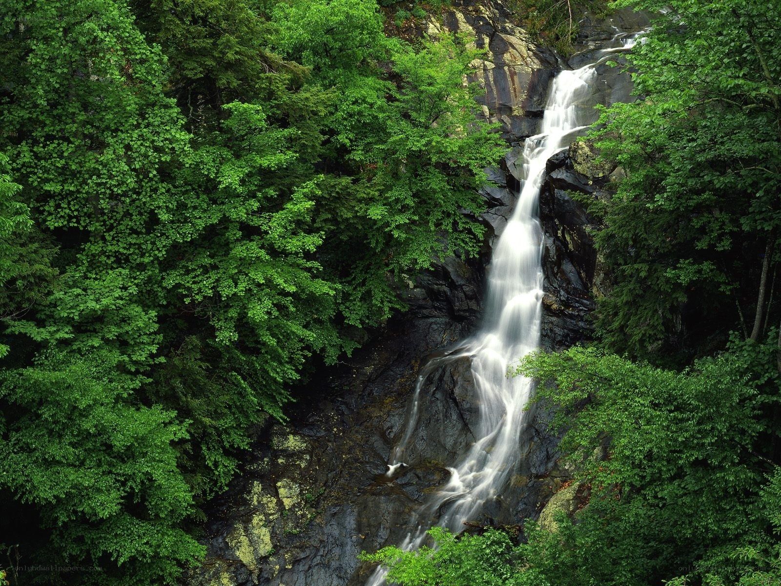 Waterfall in a lush forest