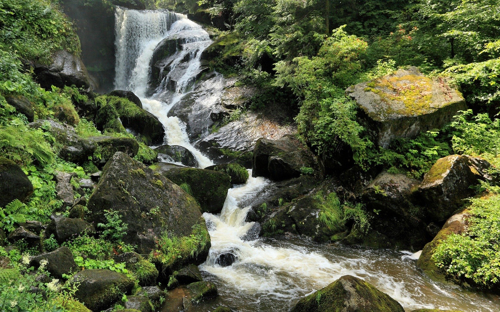 Waterfall in a lush forest