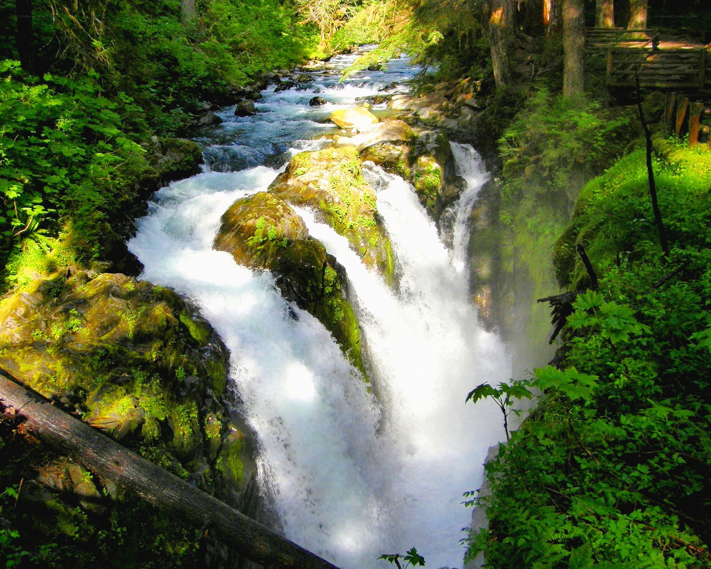 Waterfall in a lush forest